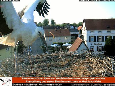 Bornheim Storks nest 1 OTD